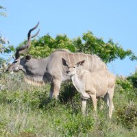 Kudu-Paar