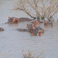 Hippos kühlen sich ab