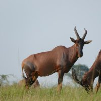 Red Hartebeest  (rote Kuhantilope)