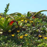 Fynbos blühen in den Dünen