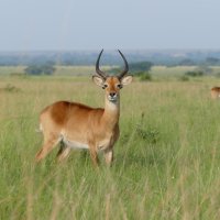 Uganda Kob (Grasantilope)