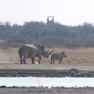 Khama Rhino Sanctuary (KRS) in Serowe (2016)