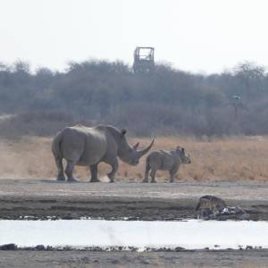 Khama Rhino Sanctuary (KRS), Serowe (2016)
